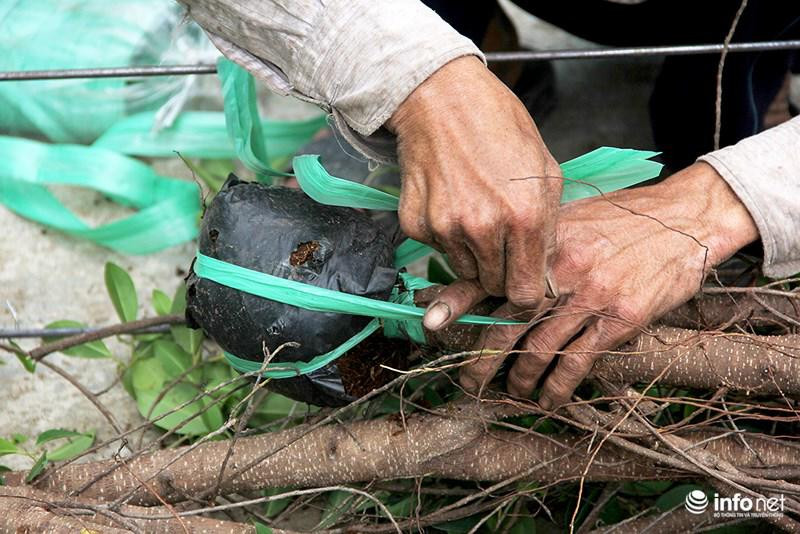 Vuon kieng tao hinh thu 40 nam o Ben Tre tat bat vao mua Tet-Hinh-10