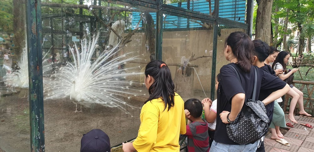 Nếu chỉ muốn đi chơi quanh Hà Nội dịp nghỉ lễ Tết Dương lịch 2020 thì công viên Thủ Lệ sẽ là một gợi ý không tồi. Ảnh: LDO.