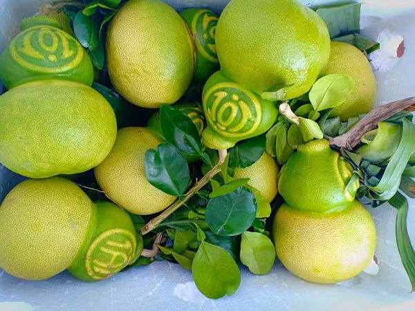 Hon trieu dong 1 qua buoi “la”, khach tranh nhau dat mua de tho dip Tet-Hinh-2