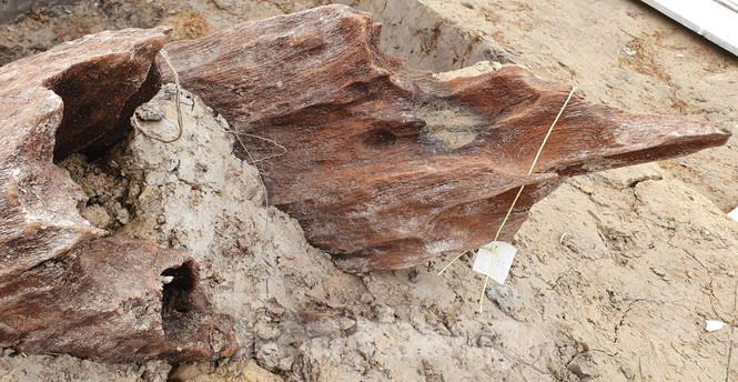 Giao su su hoc Le Van Lan noi gi ve bai coc nghin nam tuoi o Hai Phong?-Hinh-3