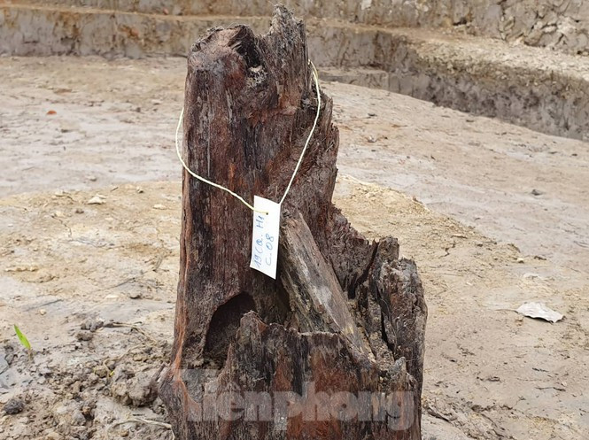 Giao su su hoc Le Van Lan noi gi ve bai coc nghin nam tuoi o Hai Phong?-Hinh-4