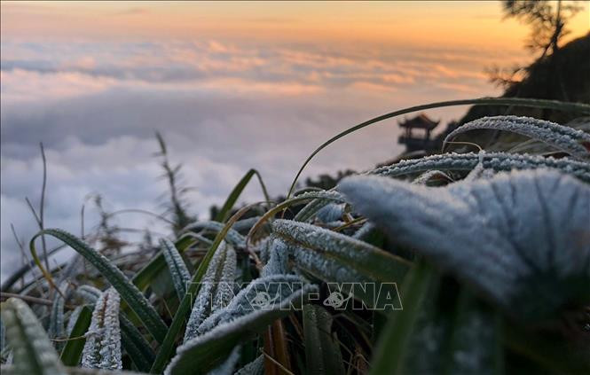 Sương muốn phủ trắng lá cây tại khu vực đỉnh Fansipan (cao 3.143m) có nhiệt độ giảm xuống dưới 0 độ C. Ngắm tuyết rơi mùa hè trên đỉnh Fansipan. (Nguồn: VTC1)