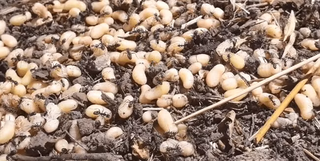 Escamoles là ấu trùng của kiến thuộc loài Liometopum apiculatum Mayr.