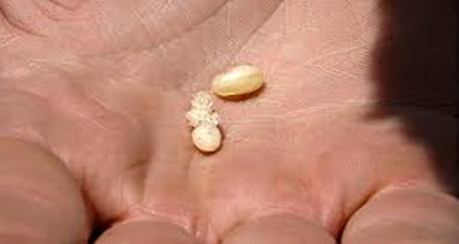 Thậm chí chúng được ví như món trứng cá muối của người Mexico, vì vẻ ngoài của ấu trùng và nhộng gần giống với hình của trứng cá muối.