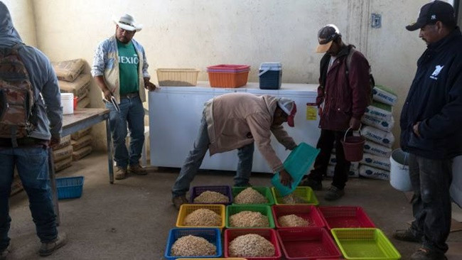 Escamoles có vị bơ và hạt dẻ, gần giống với phô mai.