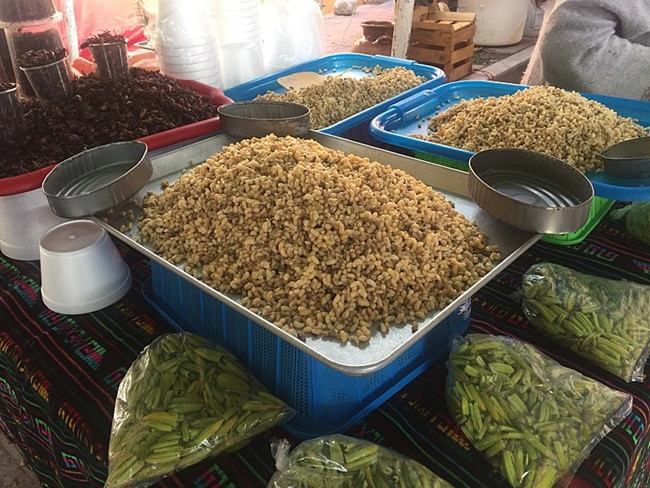 Escamoles được thu thập ở vùng miền Trung Mexico. Nơi sống của kiến là dưới rễ cây thùa và cây xương rồng.