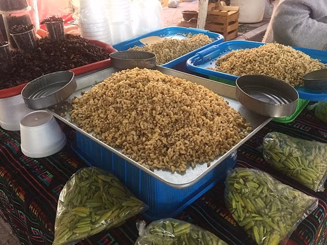 Escamoles được thu thập ở vùng miền Trung Mexico. Nơi sống của kiến là dưới rễ cây thùa và cây xương rồng.