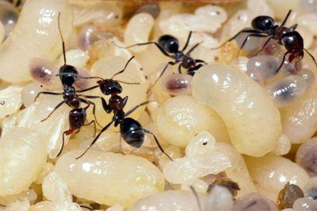 Ngày nay, món escamoles trở thành món cao cấp ở các nhà hàng tại Mexico City.