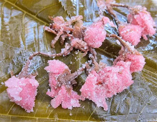 Nguyên tắc chọn anh đào để muối khô khá nghiêm khắc, phải là những bông đã nở khoảng 7 phần và còn nguyên phần cuống. Hoa anh đào sau khi tuyển chọn kỹ được ngâm trong giám mơ để giữ nguyên màu hồng đặc trưng, sau đó tiếp tục ngâm với muối để trong vòng 3-4 tuần trước mới đem phơi khô. 