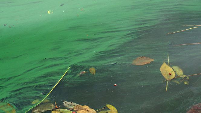 Màu xanh phủ gần kín diện tích mặt nước.
