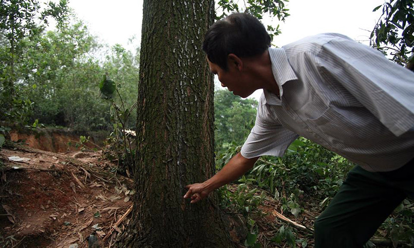 Vết sét đánh in hằn trên thân cây keo vẫn làm nhiều người run rợ.
