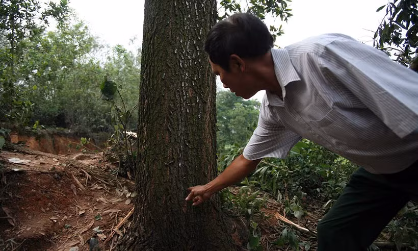 Vết sét đánh in hằn trên thân cây keo vẫn làm nhiều người run rợ.