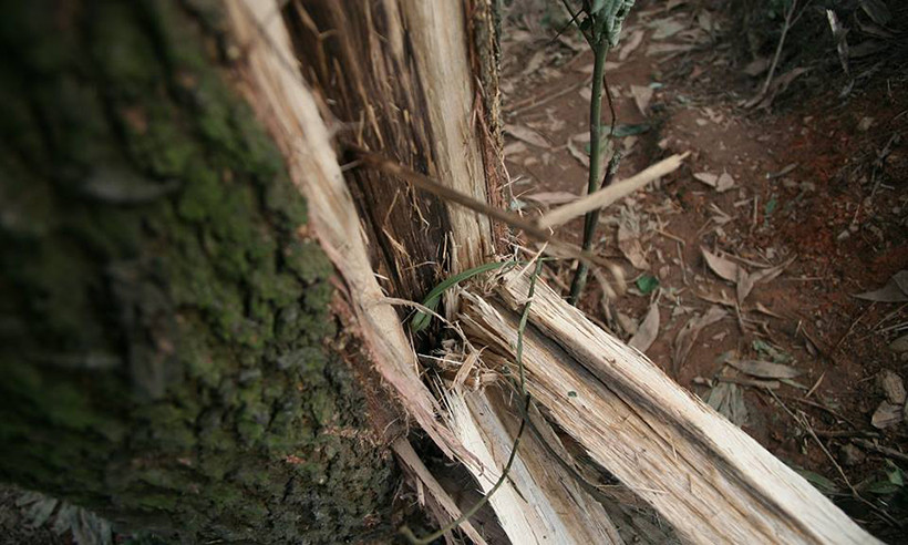 Cạnh ngôi nhà của gia đình nạn nhân là cây keo có tuổi thọ hàng chục năm cũng bị sét đánh xẻ dọc thân, sập ngọn vào sáng cùng ngày.