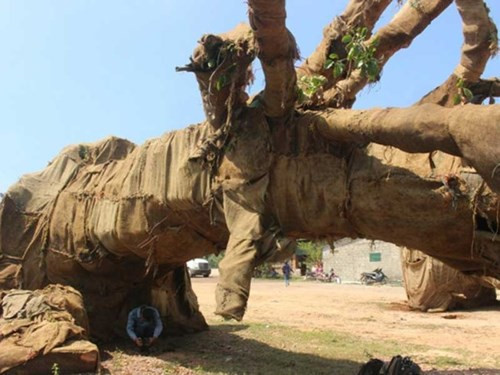 Thu tien phat, tha cay co thu “khung” thu 3