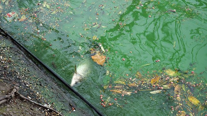 Theo GS, TS Dương Đức Tiến (Chuyên gia nghiên cứu về tảo) cho biết thì đây là một loại tảo lam, không có lợi cho môi trường nước và cần phải thu hồi và loại bỏ.