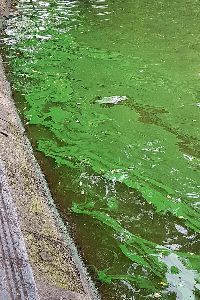 Diện tích độ phủ của tảo lam này phát triển rất nhanh khiến nhiều người dân thường có mặt ở khu vực hồ tò mò, lo lắng.