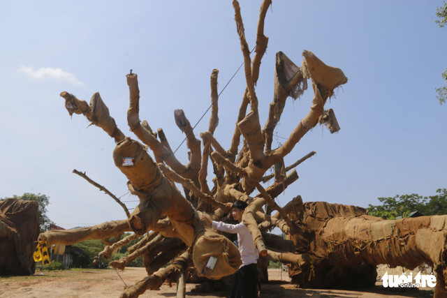 Hai trong ba cây gỗ "khủng". Nguồn Tuổi Trẻ.