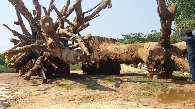 Các cây gỗ "khủng" chưa được chủ cây đưa đi. Trong khi đó, một cây còn lại kiểm lâm thị xã Hương Thủy phải cắt cử người ra trông để chờ xác minh hồ sơ, nguồn gốc. Nguồn ảnh: Tiền Phong.