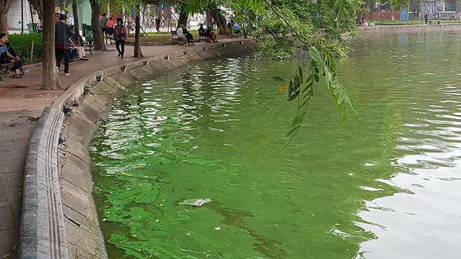 Khu vực góc Hồ Gươm, đoạn gần Nhà hát múa rối Thăng Long xuất hiện rất nhiều mảng váng xanh lam.