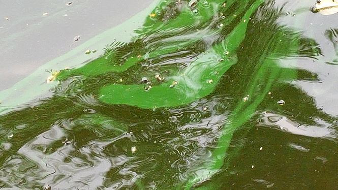Quan sát kỹ thì có thể thấy, kích thước của từng đốm xanh này rất nhỏ, chúng kết với nhau thành những mảng lớn trôi nổi trên mặt hồ.