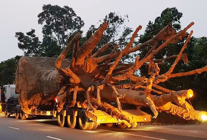 Chiếc xe chở cây gỗ "khủng". Nguồn Tiền Phong.