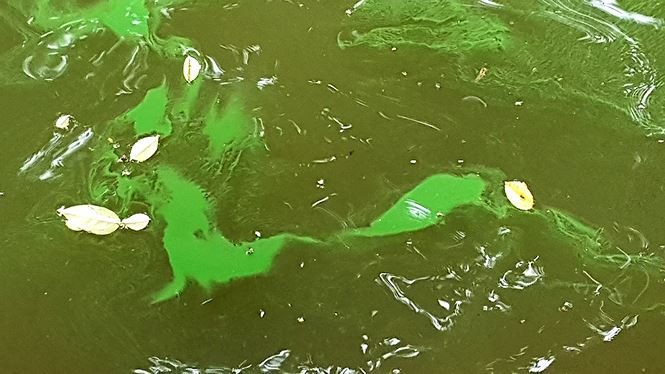 Vài tháng trước, Hà Nội đã chi gần 30 tỷ đồng để cải tạo, nạo vét và làm sạch môi trường lòng hồ Gươm