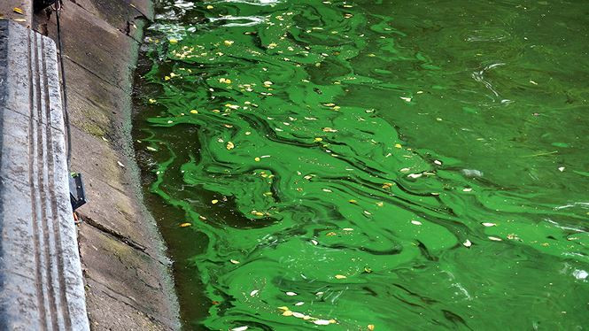 Mảng xanh dày đặc xuất hiện ở góc hồ gần nhà hàng kem Thủy Tạ.