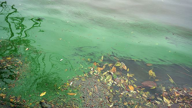 Tảo tủa ra như làn khói xanh trên mặt nước.