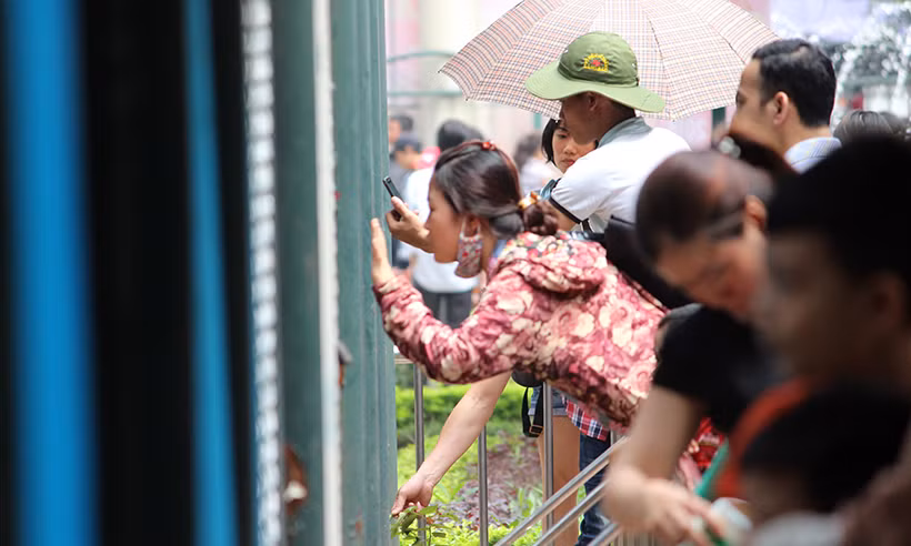 Không chỉ thế, nhiều khách đến tham quan vẫn thò tay trêu thú trong chuồng.