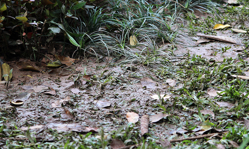 Khu vực cỏ bị dẫm đạp nát bét.