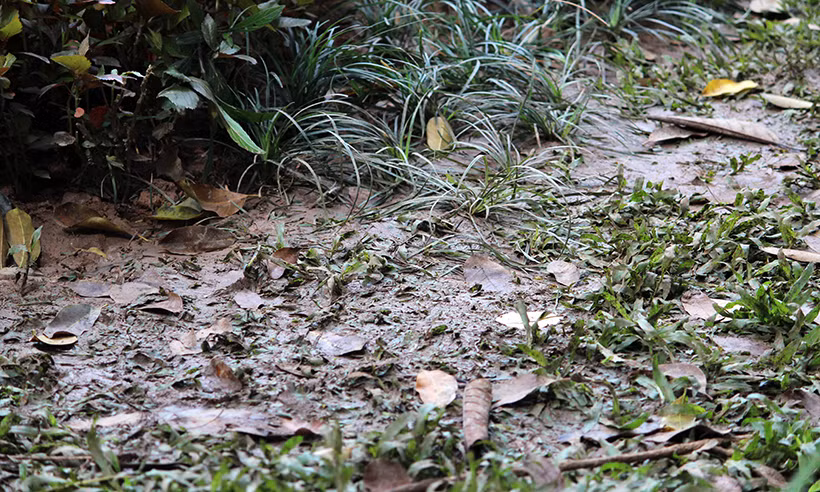 Khu vực cỏ bị dẫm đạp nát bét.