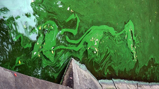 Mọi người ở đây thắc mắc lắm. không hiểu sao sau khi nao vét để làm sạch lòng hồ lại xuất hiện nhiều mảng xanh ở khu vực này như thế, thấy cá lác đác chết nên mọi người lo sợ có gì đó bất thường". Chị Thúy, thợ chụp hình ở gần Đền Ngọc Sơn cho biết.