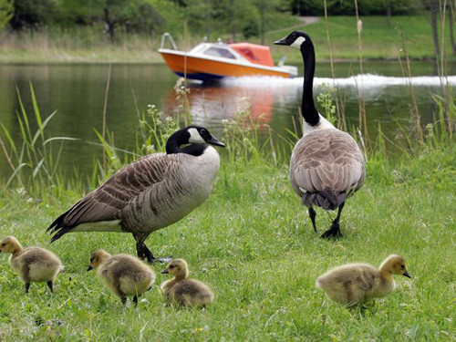 Người thích ngỗng giàu trí tưởng tượng, thích khám phá và đặc biệt trung thành. Thích khám phá nên những người này dành nhiều thời gian để đi du lịch.