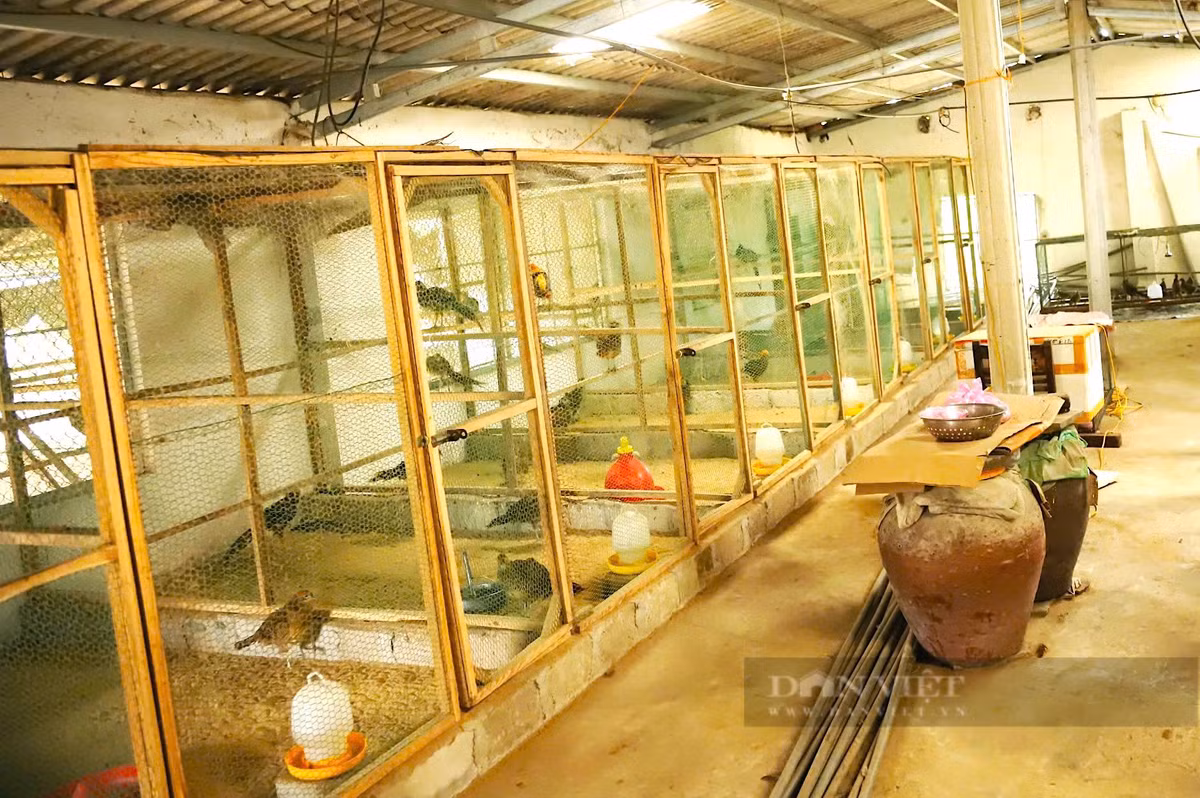 Nguoi dan Ha Tinh thoat ngheo nho nuoi chim quy toc