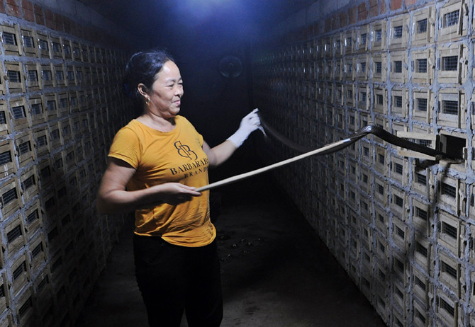 Lam trang trai nuoi ran, anh nong dan tro thanh ti phu