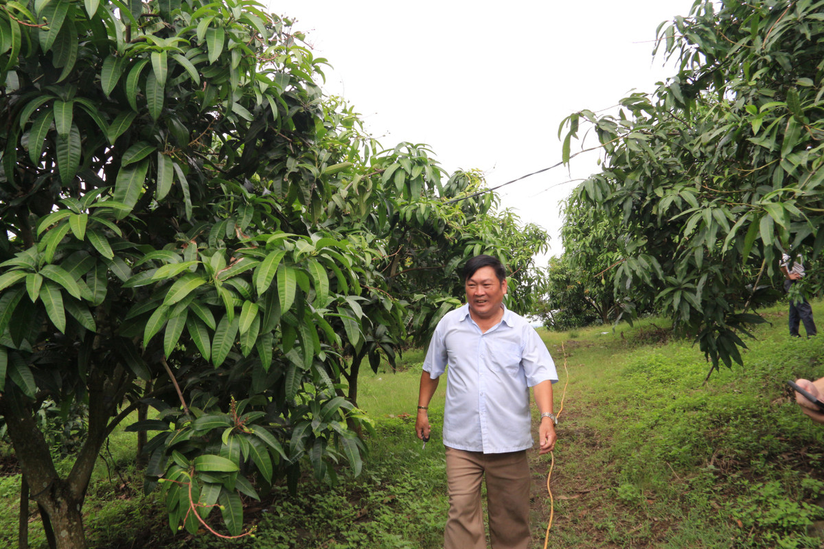 Nông dân Đắk Nông phát tài nhờ cây đặc sản miền Tây - Hình 2 Nong dan Dak Nong phat tai nho cay dac san mien Tay-Hinh-2