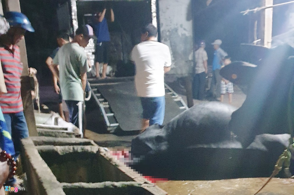 Con bo bi ban chet oan trong vu Tuan “khi“: Doi boi thuong 40 trieu co hop ly?-Hinh-2