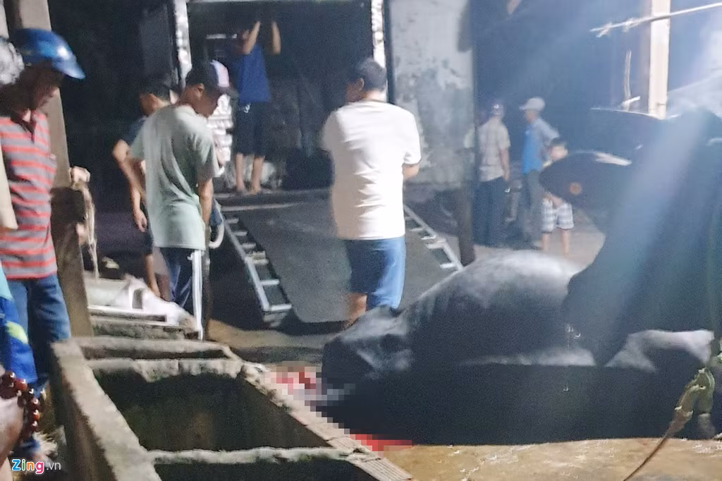 Theo đó, gia đình chủ bò này cho rằng con bò bị trúng đạn chết khi đang ở trong chuồng, không liên quan gì tới chuyện đánh bạc của nhà bên cạnh. Vì vậy gia đình Tuấn “khỉ” phải có trách nhiệm bồi thường con bò đã chết. (Ảnh: Tienphong)