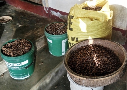 Ca lang “kiem” tien ty nho vao rung nhat… cua roi-Hinh-5