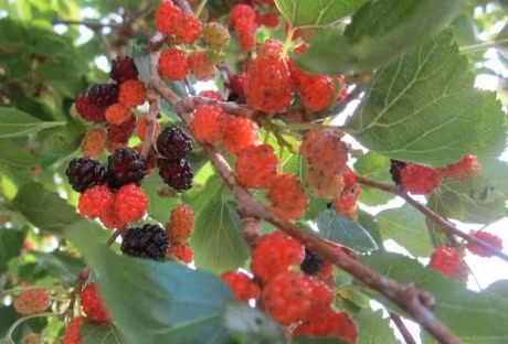 Nhung loai cay nhat quyet khong duoc trong trong vuon nha-Hinh-2