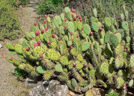 Nhung loai cay nhat quyet khong duoc trong trong vuon nha