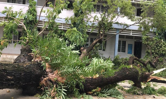 Tại trường THPT Hoàng Hoa Thám (quận Bình Thạnh, TP.HCM), nhà trường thông báo học sinh toàn trường sẽ phải nghỉ học đến hết ngày 27/11 và bắt đầu đi học trở lại vào ngày 28/11. Lý do là nhà trường phải khắc phục sự cố cây xanh và cột điện ngã trong sân trường sau mưa bão. Được biết, Trường THPT Hoàng Hoa Thám có khoảng 2.400 học sinh đang theo học.