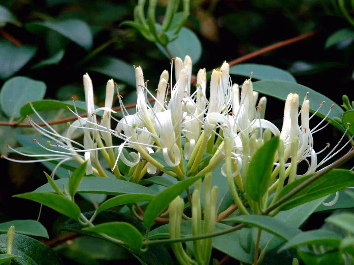 Cay kim ngan co the ho tro lam giam tac hai cua cum doi voi co the