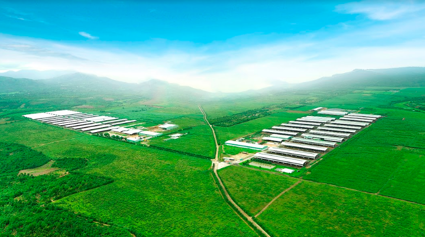 Trang trai bo sua NutiMilk cong bo thanh qua sua tuoi chat luong cao