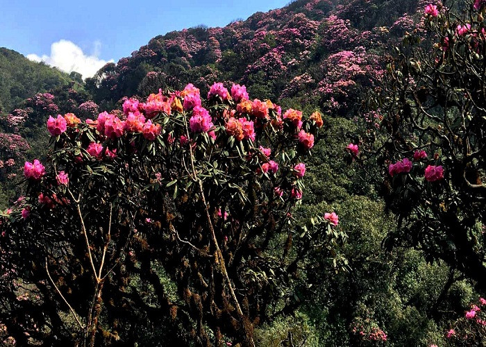 Dưới nền trời xanh ngắt kia là từng thảm hoa tím hồng, trắng muốt, có những vạt đỏ rực như lửa, bồng bềnh như mây vờn trên nền rừng xanh thẫm. Đỗ quyên vốn được coi là một đặc sản của rừng Hoàng Liên. Nơi đây hội tụ tới gần 40 loài hoa, nhiều nhất tại Việt Nam.