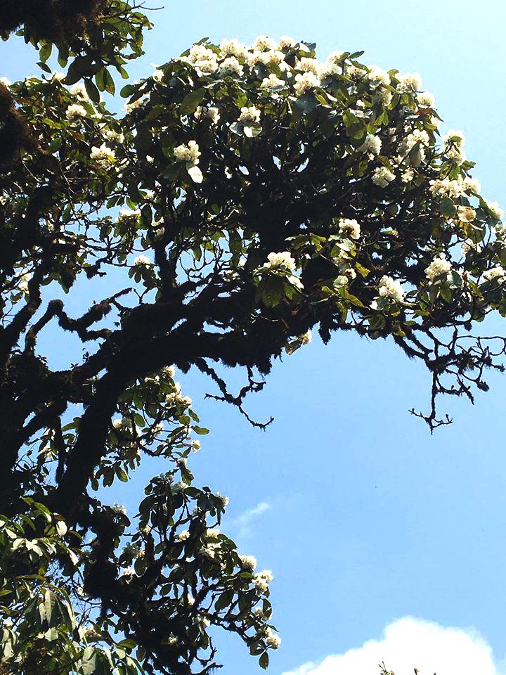 Đỗ quyên rừng Hoàng Liên cũng đa số là những cây cổ thụ hàng trăm năm tuổi. Có những cây hoa mọc trên vách đá cheo leo,thân to xù xì, mốc thếch, bám đầy rêu phong, giống như một cây thế bon sai khổng lồ giữa núi rừng.