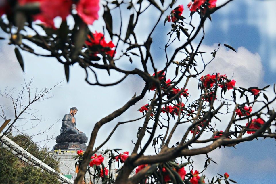 Điều quan trọng lúc này là hãy để vẻ đẹp của nữ hoàng đỗ quyên truyền cho bạn những năng lượng tích cực và cảm hứng để chờ đón thời khắc được cùng bạn bè, người yêu chinh phục cột mốc linh thiêng, đón chào ánh hào quang nơi núi ngàn mây trắng và đắm chìm trong thiên đường hoa tuyệt đẹp giữa đất trời.