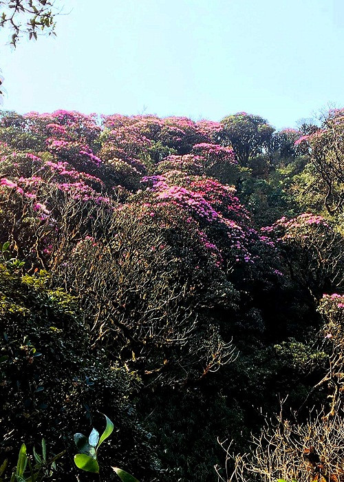 Với muôn sắc màu rực rỡ, kiêu sa, đỗ quyên mỗi lần bung nở là một lần“chơi lớn”, “thắp sáng” cả một vùng lưng trời Fansipan hùng vĩ. Những vạt rừng Hoàng Liên Sơn, từ độ cao hơn 2000m lên tới đỉnh như được dệt một tấm áo gấm thêu hoa tinh xảo, lộng lẫy, một vẻ đẹp có thể khiến những tín đồ du lịch chỉ muốn bất chấp tất cả để mà đến được đây ngay lúc này.