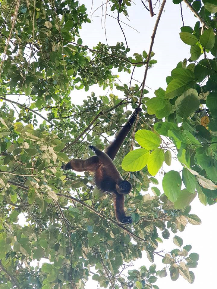 Rừng Amazon rộng hơn 5,5 triệu km2, thuộc các nước Brazil, Bolivia, Peru, Ecuador, Colombia, Venezuela, Guyana, Suriname và French Guiana. Đây là nơi đa dạng sinh học nhất thế giới, cứ 10 loài trên Trái Đất thì có 1 loài xuất hiện ở Amazon.