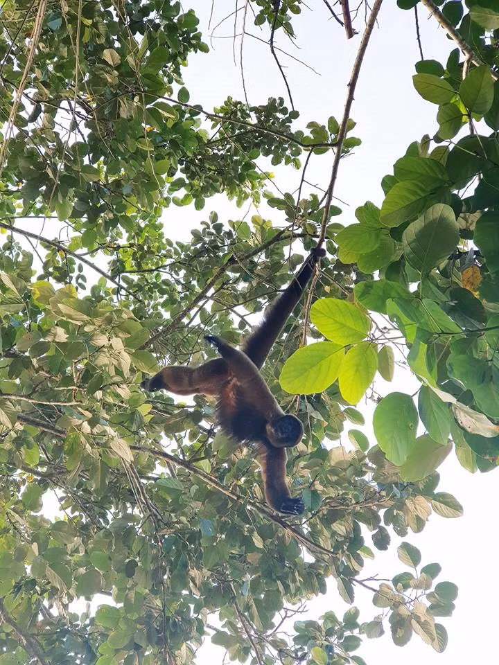 Rừng Amazon rộng hơn 5,5 triệu km2, thuộc các nước Brazil, Bolivia, Peru, Ecuador, Colombia, Venezuela, Guyana, Suriname và French Guiana. Đây là nơi đa dạng sinh học nhất thế giới, cứ 10 loài trên Trái Đất thì có 1 loài xuất hiện ở Amazon.